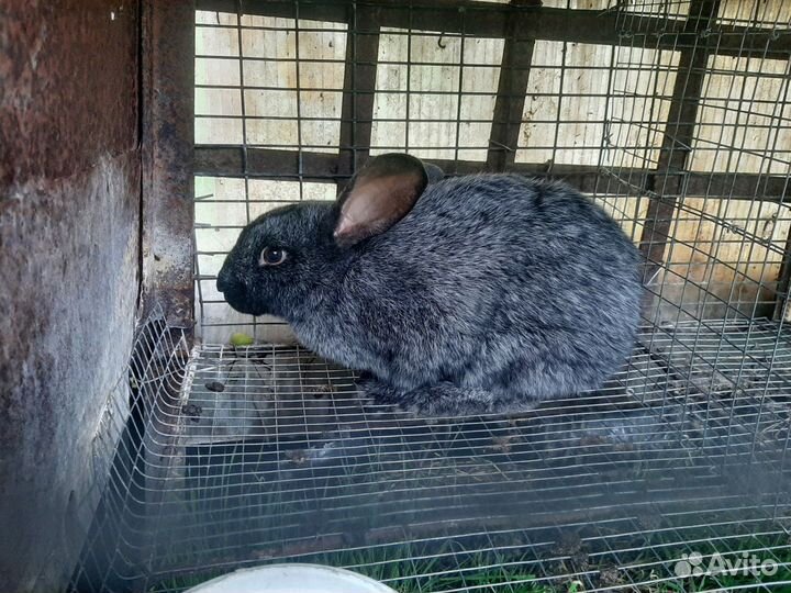 Кролики мясных пород