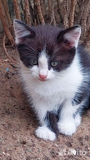 Котенок в добрые руки