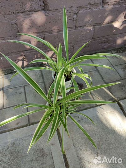 Синадениум Педилантус Панданус Хлорофитум