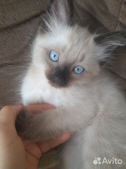 Сиамский котик