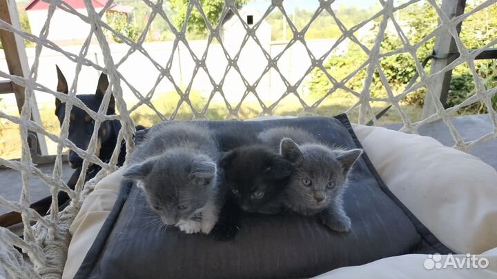 Отдам вислоухих котят