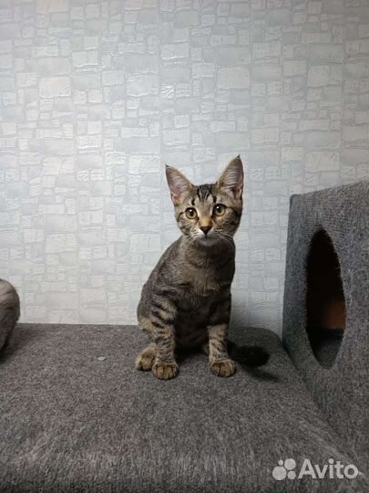 Кошка 8 месяцев