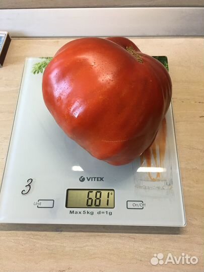 Рассада сортовых помидор