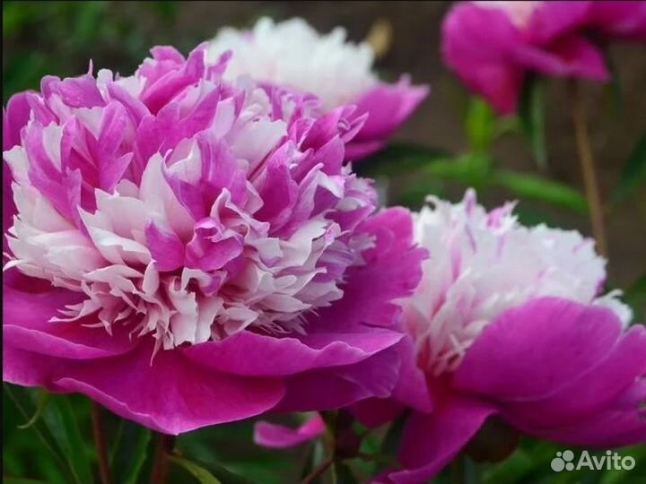 Ивнинг дрим Саженцы.пионы.корни пионов