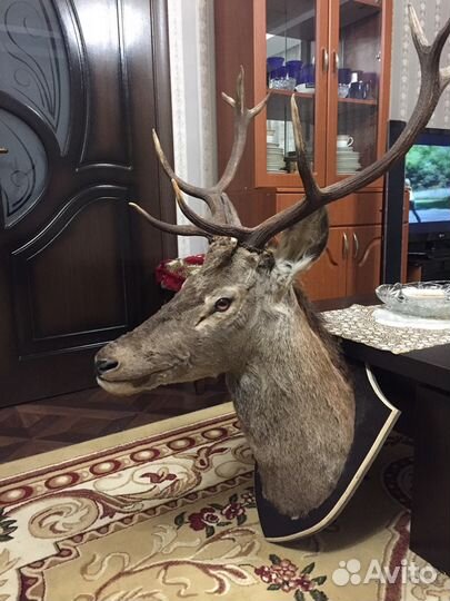 Чучело оленя