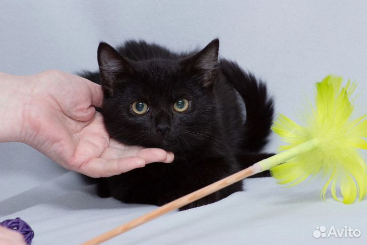 Котёнок Чара