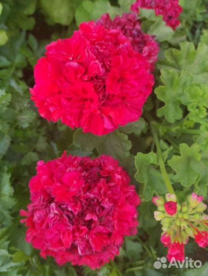 Пеларгония герань