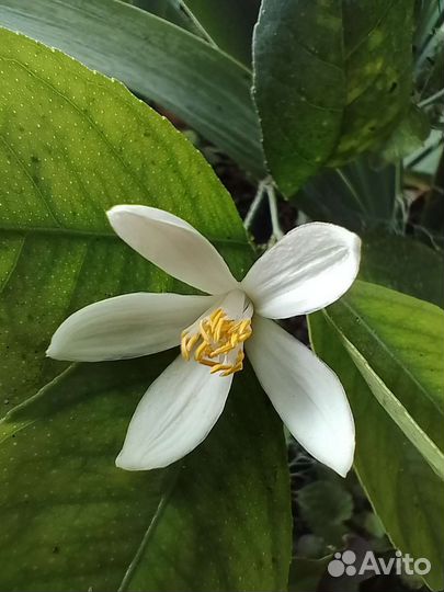 Лимон Мейера