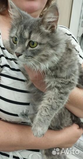 Кошечка в добрые руки