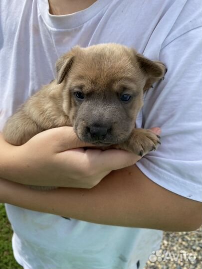 Щенок двортерьер