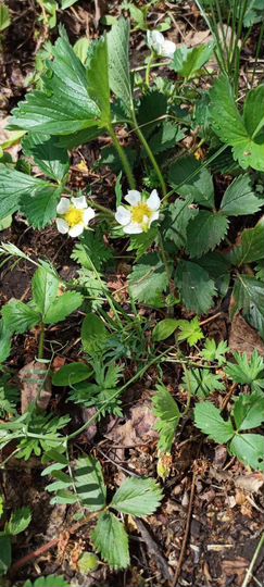 Дача 24 м² на участке 7,5 сот.