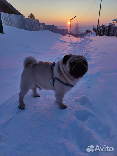 Мопс (кобель) вязка