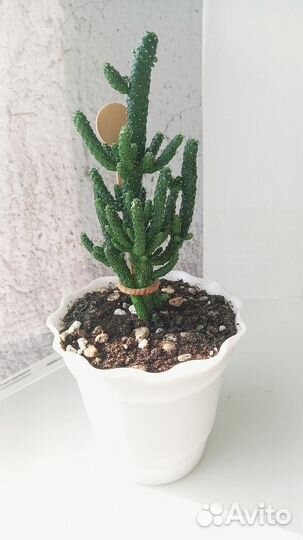 Кактус Монстроза Опунция Туна