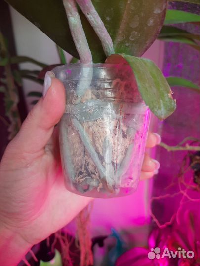 Орхидея фаленопсис Miki Grown