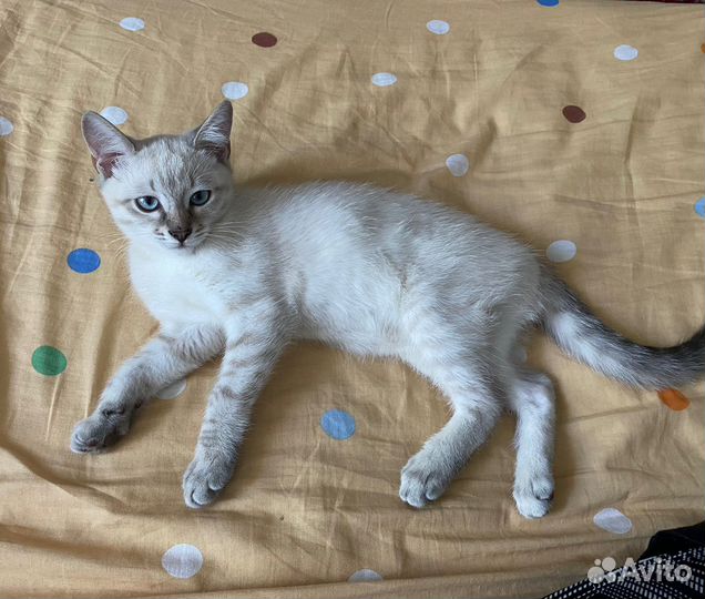 Кошка в дар