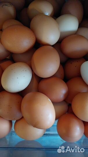 Фермерские яйца