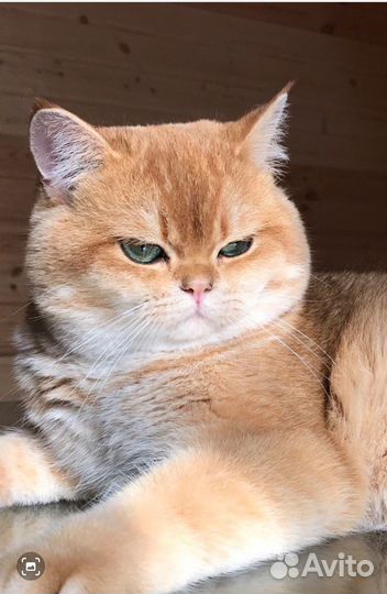 Вязка. Британская шиншилла ny12 кот