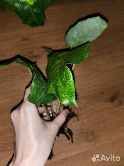 Калатея нетворк