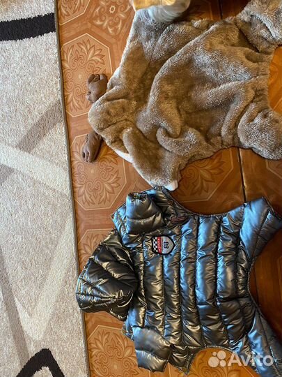 Одежда для собак