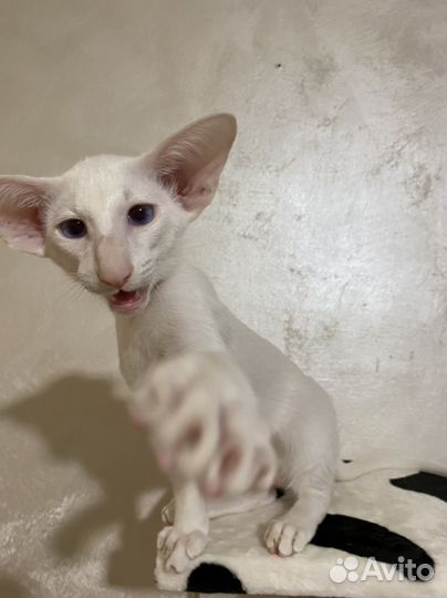 Ориентальный котик