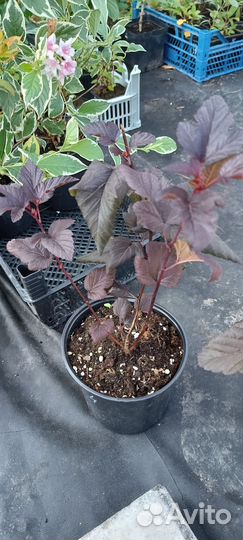 Пузыреплодник