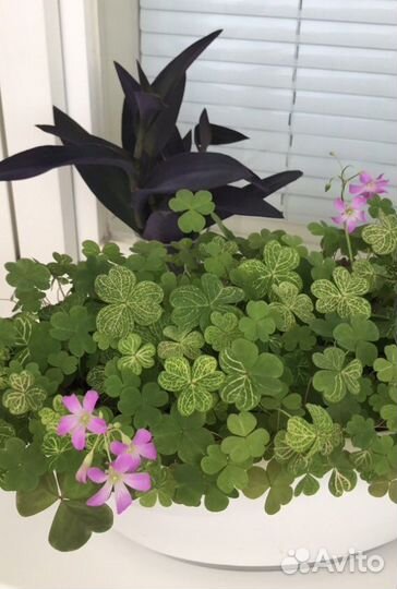 Кислица Оксалис