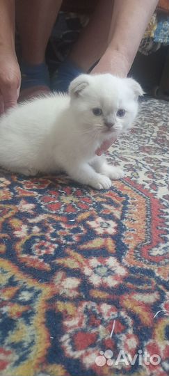 Шотландские котята