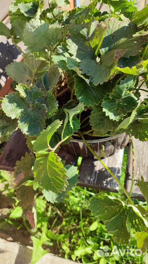 Земклуника купчиха