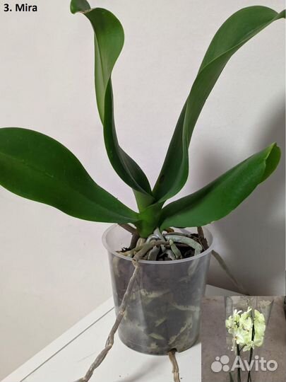 Орхидея фаленопсис Микс Голландия