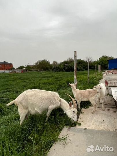 Коза и козлята