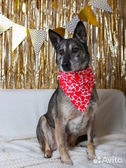 Кристофер-песель компактный и контактный ищет дом