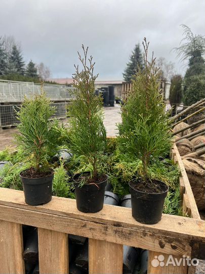 Туя смарагд саженцы