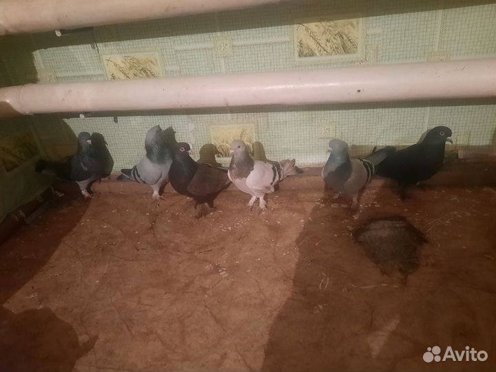Голуби турецкие такла