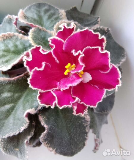 Фиалки, детки