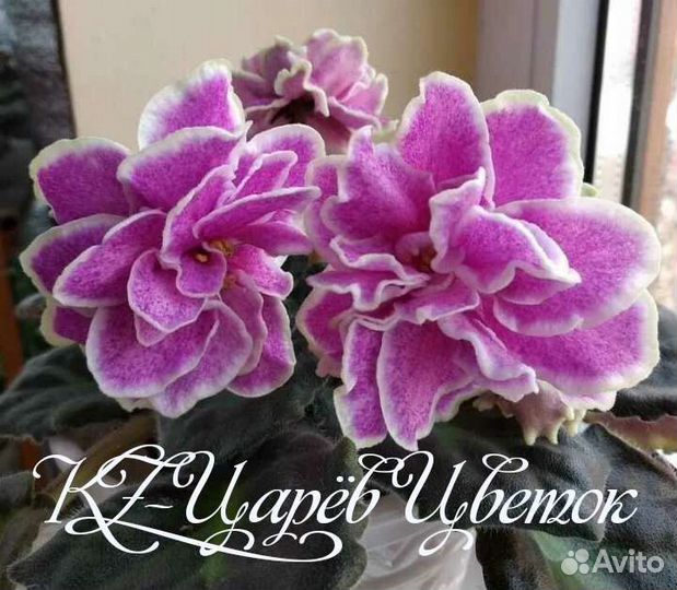 Фиалки сортовые