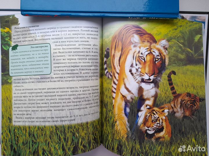 Энциклопедия 