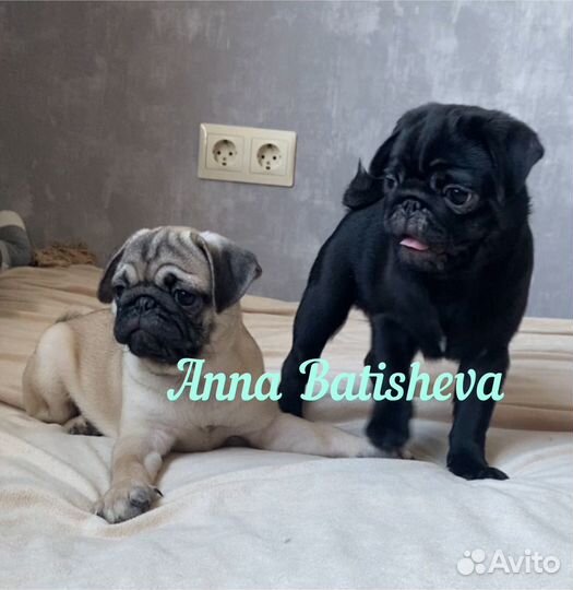 Мопсики черные