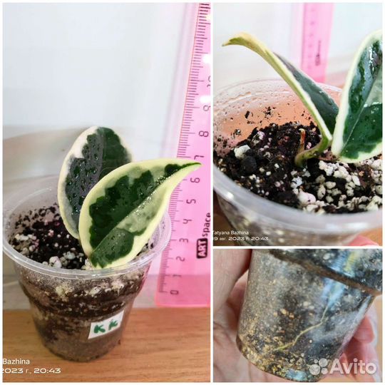 Хойя разные сорта - 3