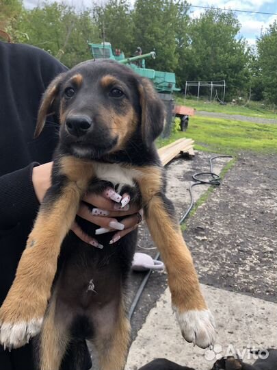 Щенки немецкой овчарки бесплатно