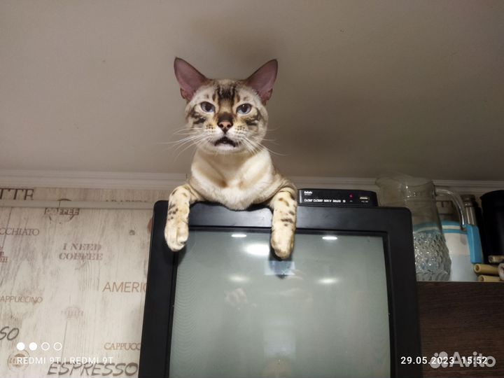 Бенгальский кот вязка