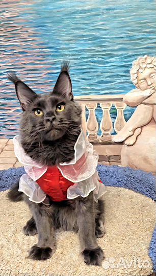 Мейн-кун девочка