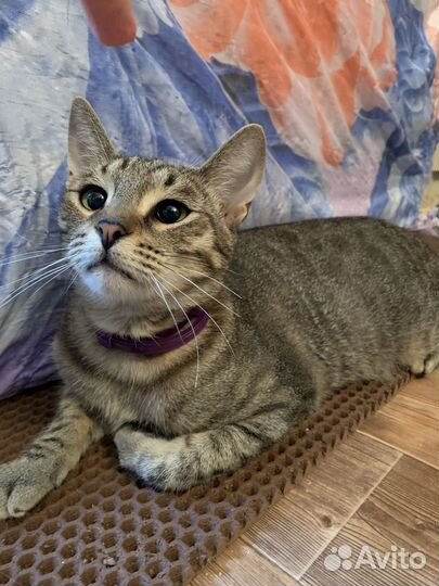 Котик Космо