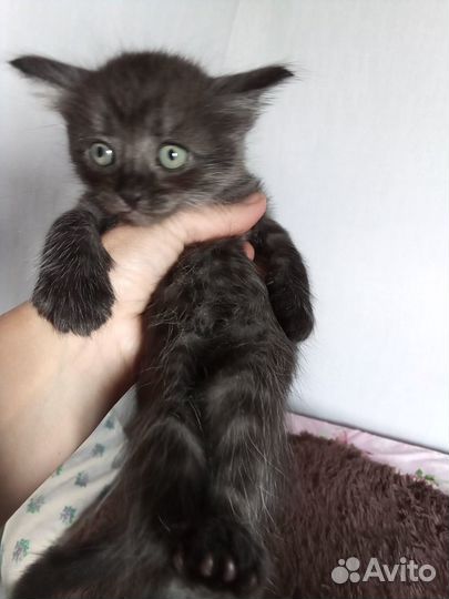 Котята в добрые руки бесплатно