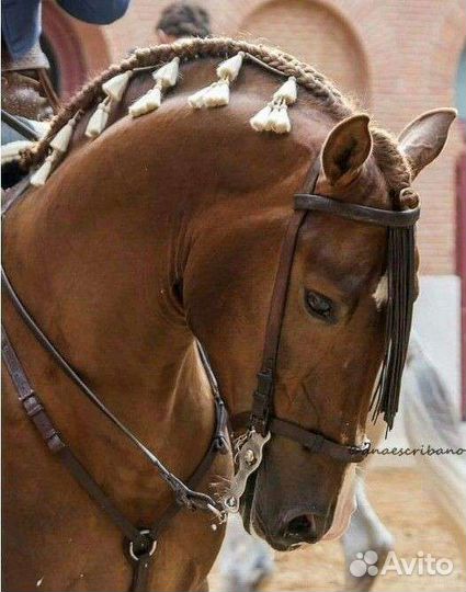 Москеро и барочное украшение для гривы