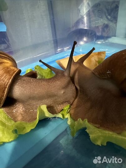 Улитки ахатины