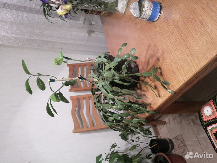 Декабрист и два мандарина. Не привиты