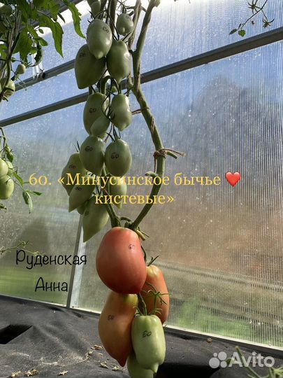 Помидоры минусинские