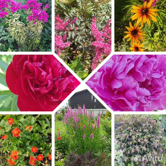 Многолетние цветы