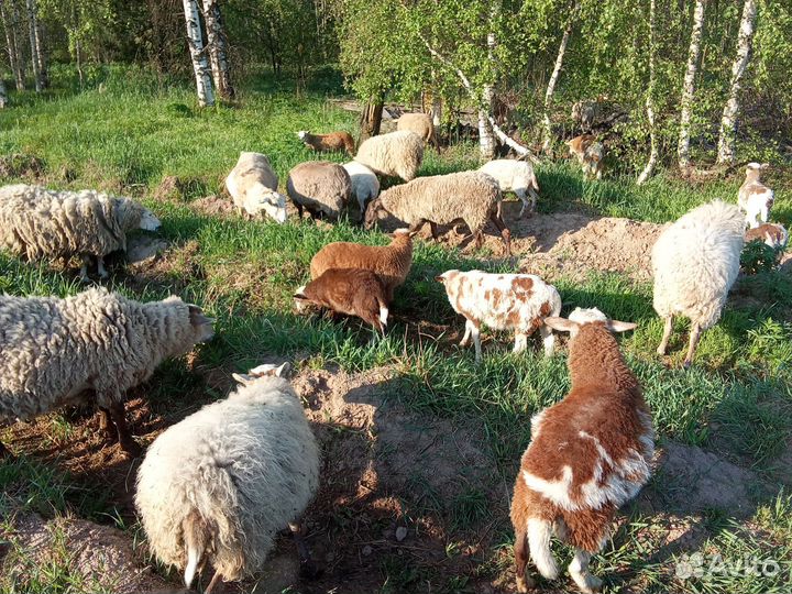 Овцы бараны ягнята