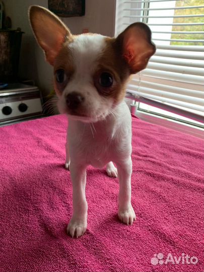Щенки чихуахуа мини девочки